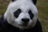 Murió a los 35 años An An, el panda gigante en cautiverio más viejo del mundo