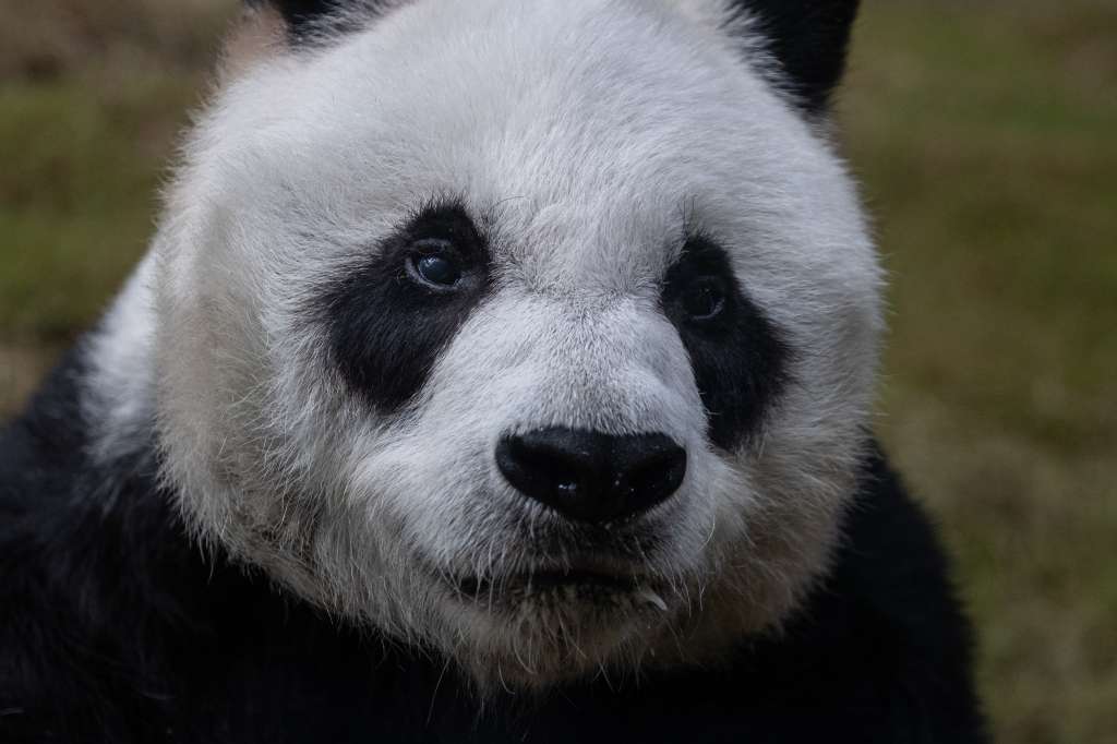 Hong Kong (China), 24/09/2020.- Giant panda An An feeds on bamboo shoots in its enclosure at Ocean Park in Hong Kong, China, 24 September 2020 (re-issued 21 July 2022). Ocean Park announced with sadness that An An, the world's oldest male giant panda under human care, passed away on 21 July 2022 at the age of 35. After consulting the China Giant Panda Conservation and Research Center, veterinarians from Ocean Park and the Agriculture, Fisheries and Conservation Department, reluctantly let An An undergo euthanasia to save her from suffering. EFE/EPA/JEROME FAVRE