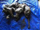 Descubren a un mamut bebé momificado de hace 30 mil años en Canadá