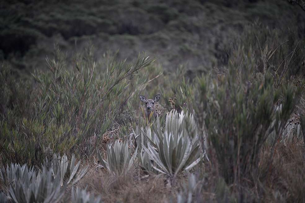 Según el PNUD, lo que se busca es dejar claro a los Gobiernos que, si no se toman medidas decisivas para aliviar la presión sobre el medio ambiente, el progreso de la humanidad se frenará.