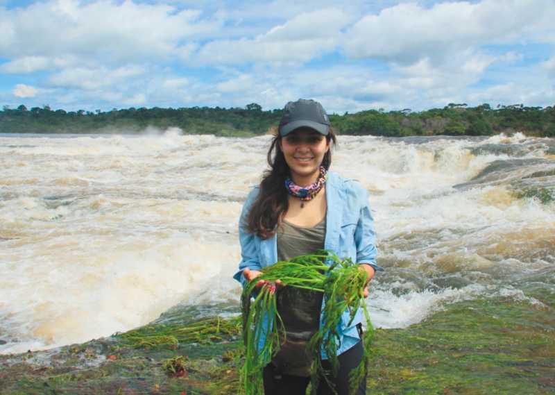 Ana Bedoya recolectando plantas acuáticas en los rápidos Yuruparí, Vaupés. En sus manos un especimen de "Rhyncholacis". / Cortesía