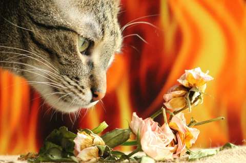 Olores que aman, relajan y atraen a los gatos