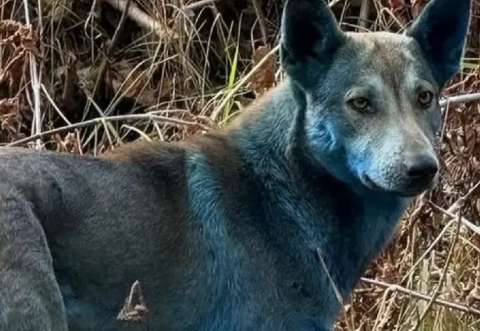 Perros azules en Chernóbil: expertos explican el verdadero origen del color