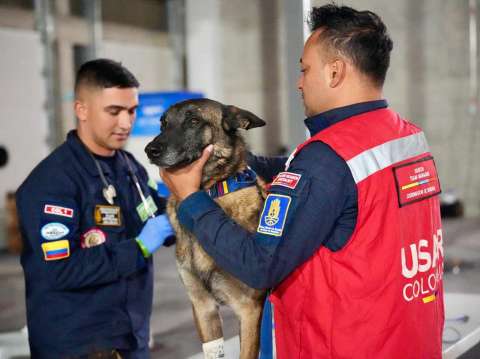Así protegen a los héroes de cuatro patas que buscan sobrevivientes en Venezuela
