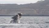 Las ballenas australes también sufren los efectos del cambio climático