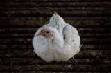 Consumo de pollo y huevo en Colombia: ¿cómo van los precios?