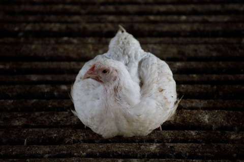 Producción de pollo y huevo alcanzó récord en 2025: ¿cómo se proyecta el sector en 2026?