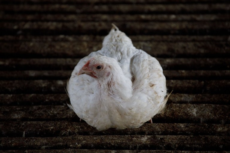 Producción de pollo y huevo alcanzó récord en 2025: ¿cómo se proyecta el sector en 2026?