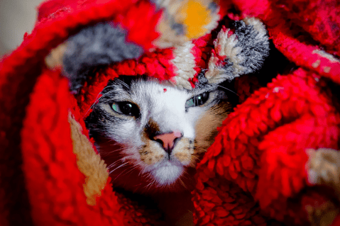 ¿Tu gato tiene fiebre? Estos son los síntomas a los que debes prestar atención