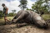 En Suráfrica se reduce la caza furtiva de rinocerontes a la mitad