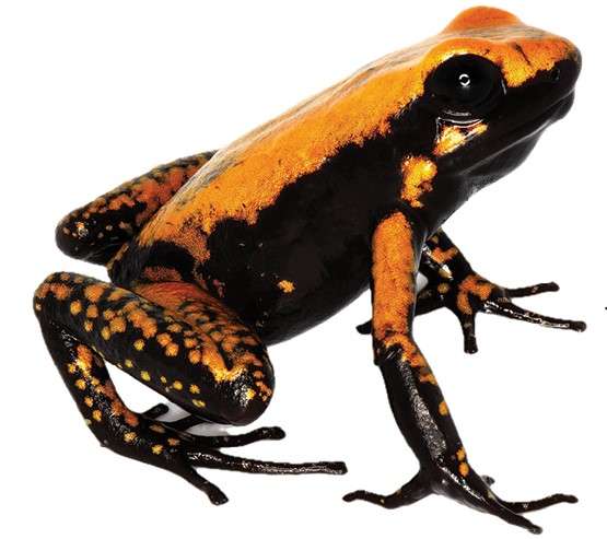 Esta fue la especie nombrada en honor a Jeff Bezos, el empresario estadounidense.