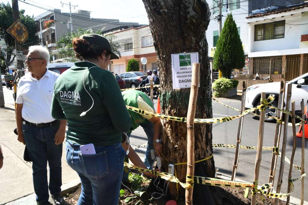 Guayacán ubicado en Cali, y vigilado por el Dagma.
