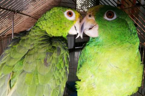 Entre aves y serpientes, 20 especies fueron rescatadas del tráfico silvestre en Bogotá