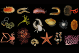 Identifican casi 500 especies que viven en las profundidades del mar en Costa Rica