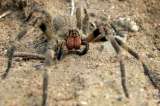 No, la picadura de esta especie de araña no provoca una erección permanente