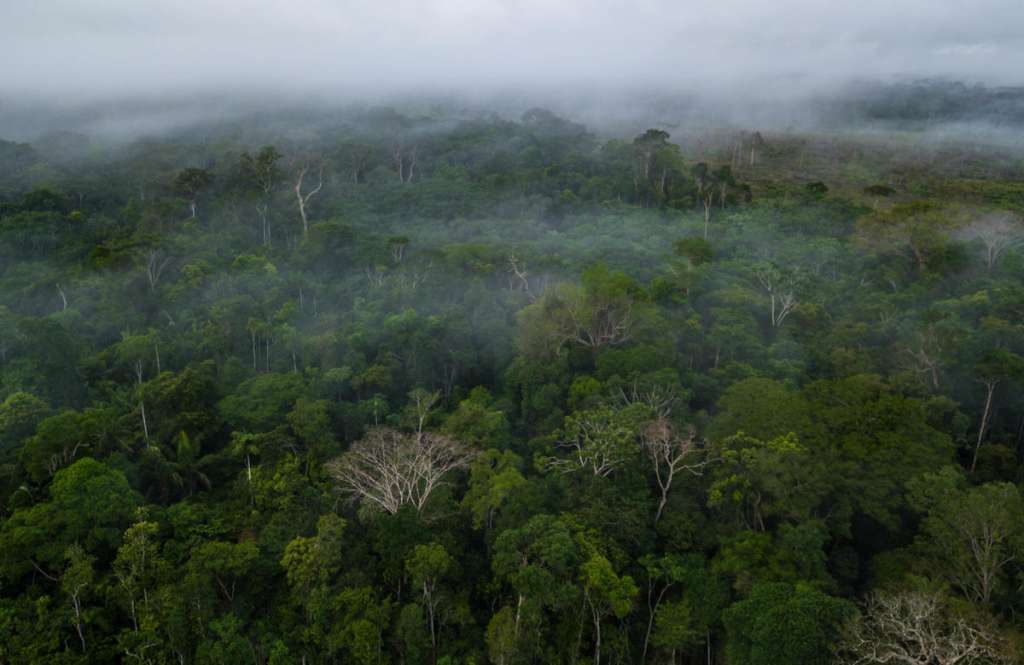 Los árboles de la Amazonia evaporan miles de litros de agua diariamente, creando flujos aéreos de agua, conocidos como ríos voladores.