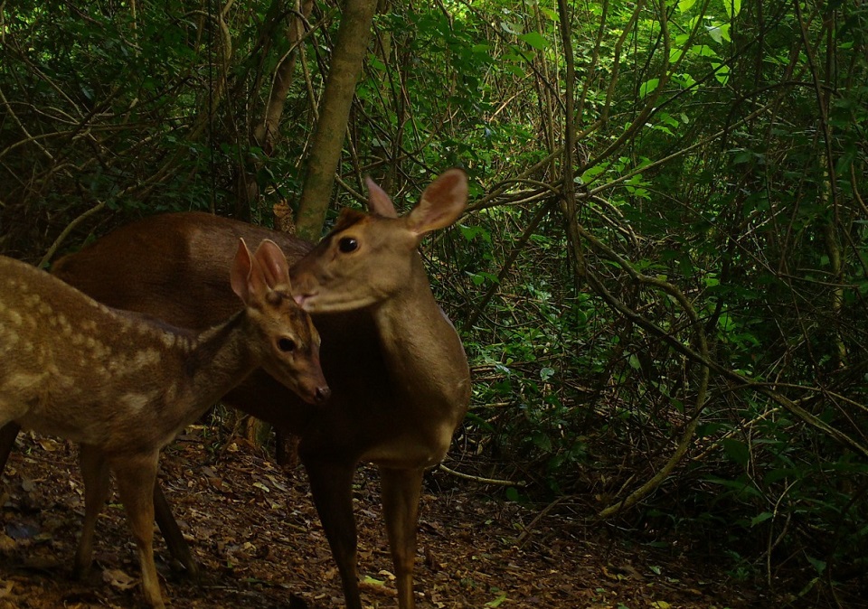 Madre y cría de venado coliblanco dentro del Santuario de Fauna y Flora Los Colorados.