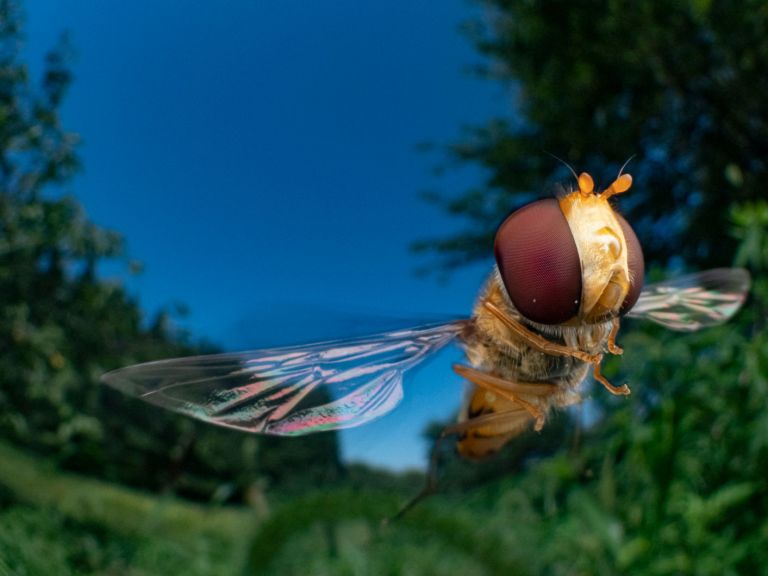 ‘Volador’, fotografía tomada por Takuya Ishiguro, fue una de las finalista en la categoría ‘Vida alada’.