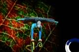Disfrute de funciones del El Circo del Sol online