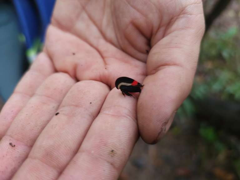 La riqueza de biodiversidad es uno de los mayores atractivos de Mapiripán, en el Meta, pues se encuentra en la zona donde convergen los Llanos Orientales y la Amazonía.