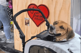 La labor de Por Amor a Rocky: una fundación que transforma la vida de los animales