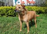 Medellín supera su meta de adopciones, pero 2.100 animales aún esperan un hogar