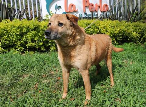 Así logró La Perla disminuir las agresiones entre perros rescatados en Medellín