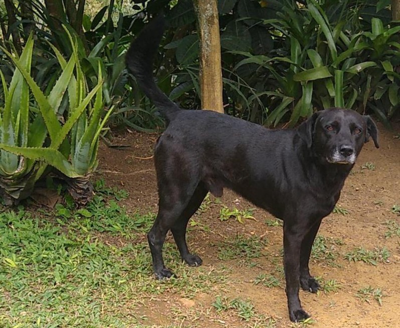 Este es Tommy, canino herido con arma blanca.
