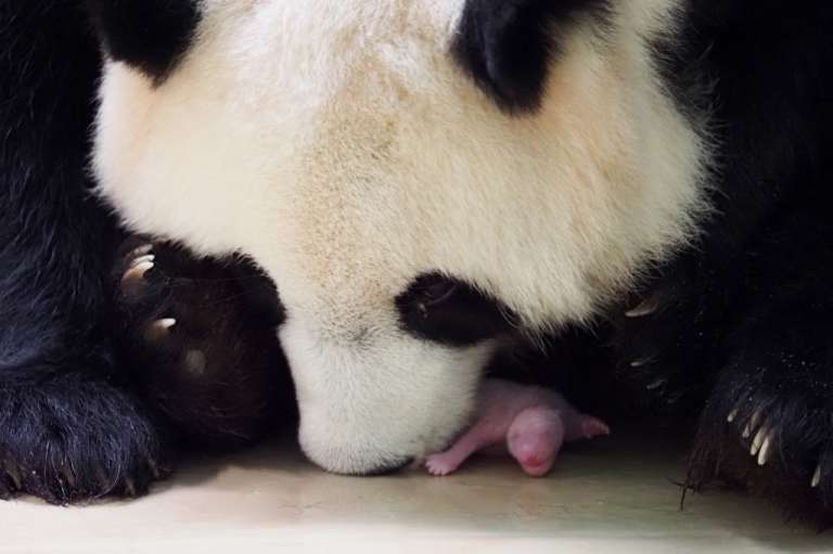 Panda