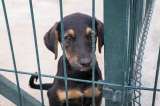 Buena noticia: aprueban nuevas leyes para proteger a los animales en Colombia