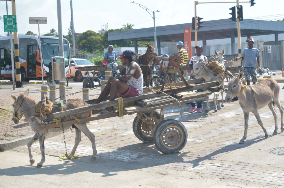 57 caballos y burros de carga en Cartagena comienzan una nueva vida
