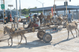 En Cartagena: 57 caballos y burros de carga comienzan una nueva vida