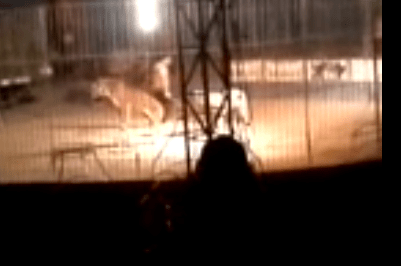 Un tigre mató a su domador durante función de circo