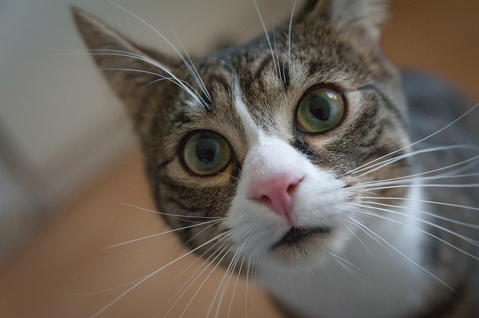 Gatos: la importancia de comprarles un rascador
