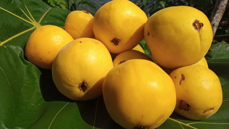 ¿Cuál es la fruta amazónica que parece un durazno, tiene tres sabores y huele a maracuyá?