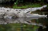 Encuentran a cocodrilo en piscina de la Florida