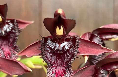 Orquídea cisne: belleza y adaptación en las selvas tropicales