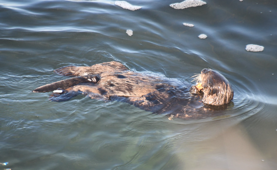 Nutria agresiva