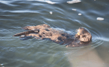 Graban nutria marina que roba la tabla de surfistas en las playas de California