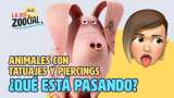 Tatuajes y piercings para  mascotas, ¿moda o maltrato animal?