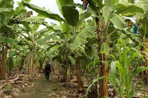 En fotos: los esfuerzos de Colombia para lidiar con el hongo del banano