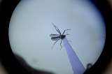 Los mosquitos llegaron a Islandia, el único país donde no se habían visto antes