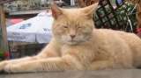 Stubbs, el gato que llegó a ser alcalde de un pueblo en Estados Unidos
