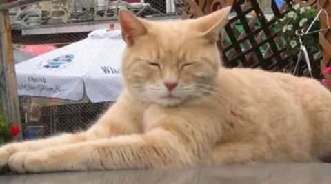 Stubbs, el gato que llegó a ser alcalde de un pueblo en Estados Unidos