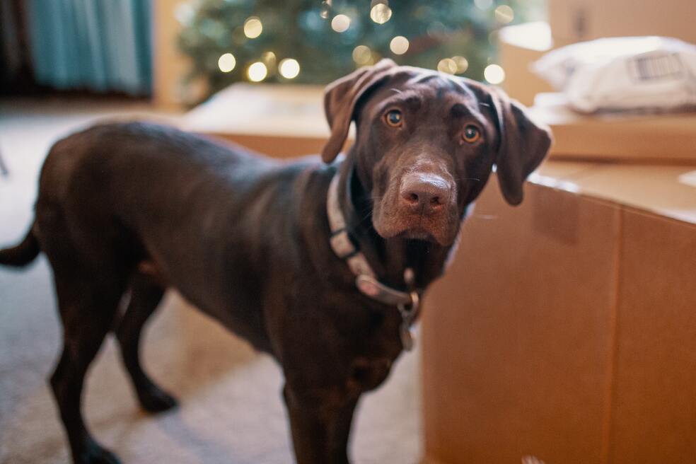 ¿Qué raza de perro es la más noble