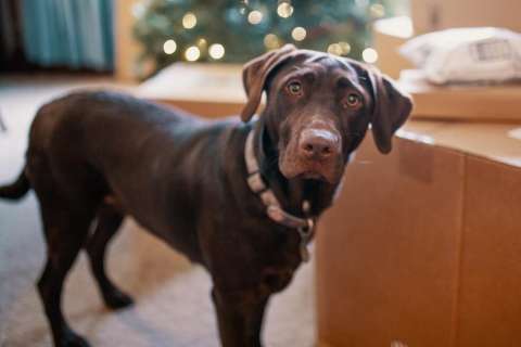 Nombres raros para perros: estas opciones harán a tu mascota única