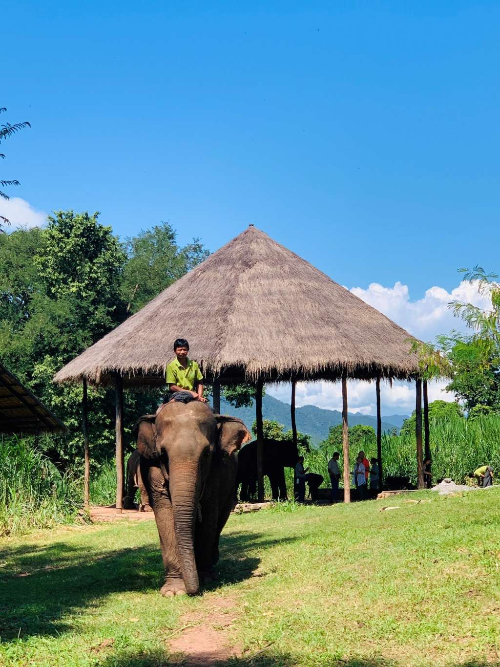 Los ““mahouts” garantizan la seguridad del personal, los visitantes y el elefante mismo.