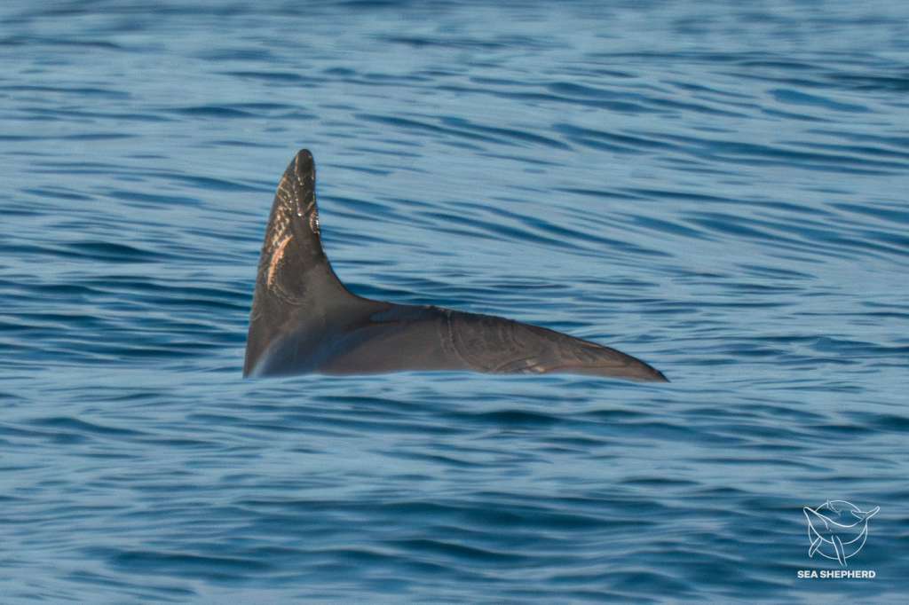 vaquitas marinas, especie en peligro de extinción