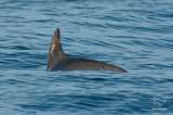 Detectan en México una decena de vaquitas marinas, especie en peligro de extinción