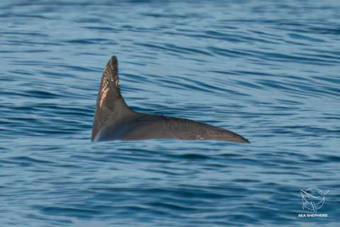 Detectan en México una decena de vaquitas marinas, especie en peligro de extinción